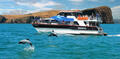 Akaroa Harbour Nature Cruise Thumbnail 1