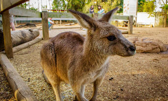 Blue Mountains and Wildlife Park Day Tour from Sydney Thumbnail 4