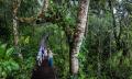 Kuranda Skyrail, Scenic Railway and Rainforestation Day Tour Thumbnail 2
