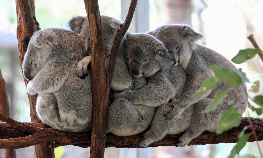 Lone Pine Koala Sanctuary General Admission Tickets