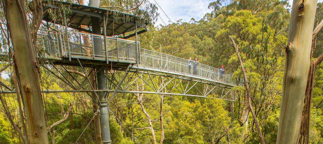 Otway Fly Treetop Walk