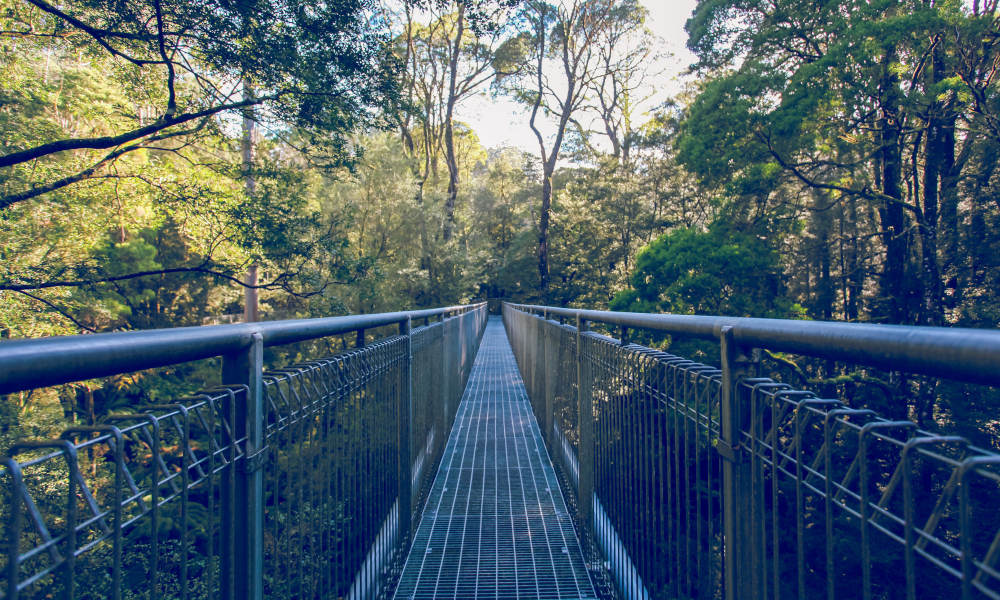 Otway Fly Treetop Walk