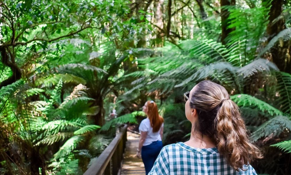 Otway Fly Zipline Tour