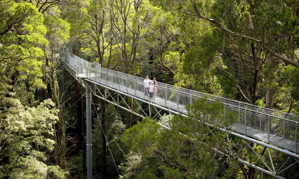 Otway Fly Zipline Tour