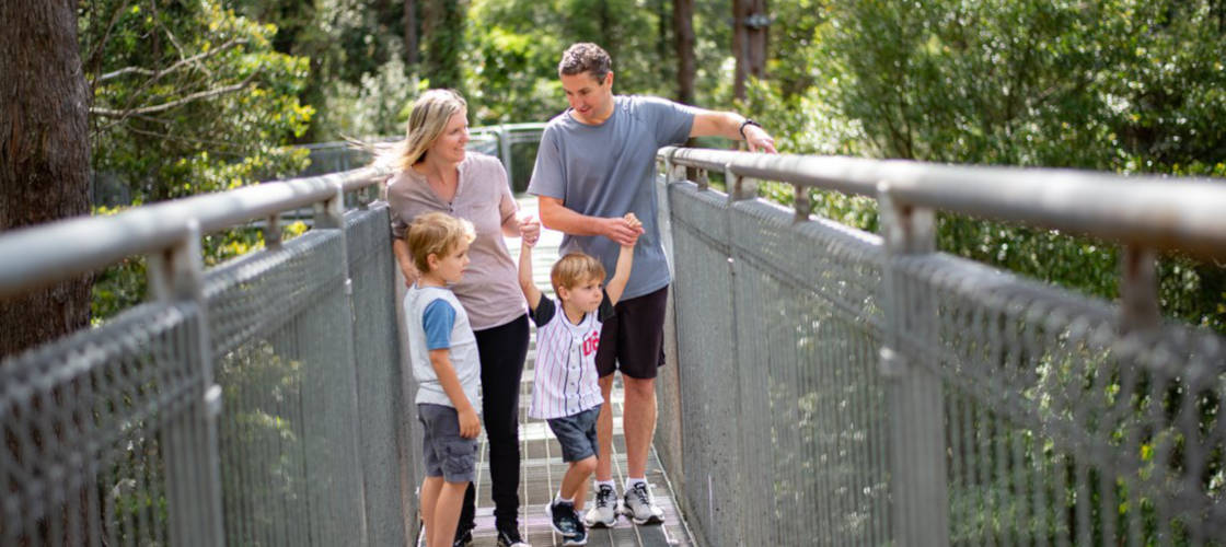 Illawarra Fly Treetop Walk Entry