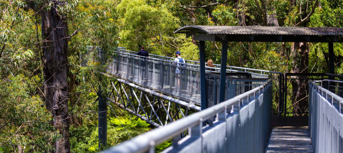 Illawarra Fly Treetop Walk Entry