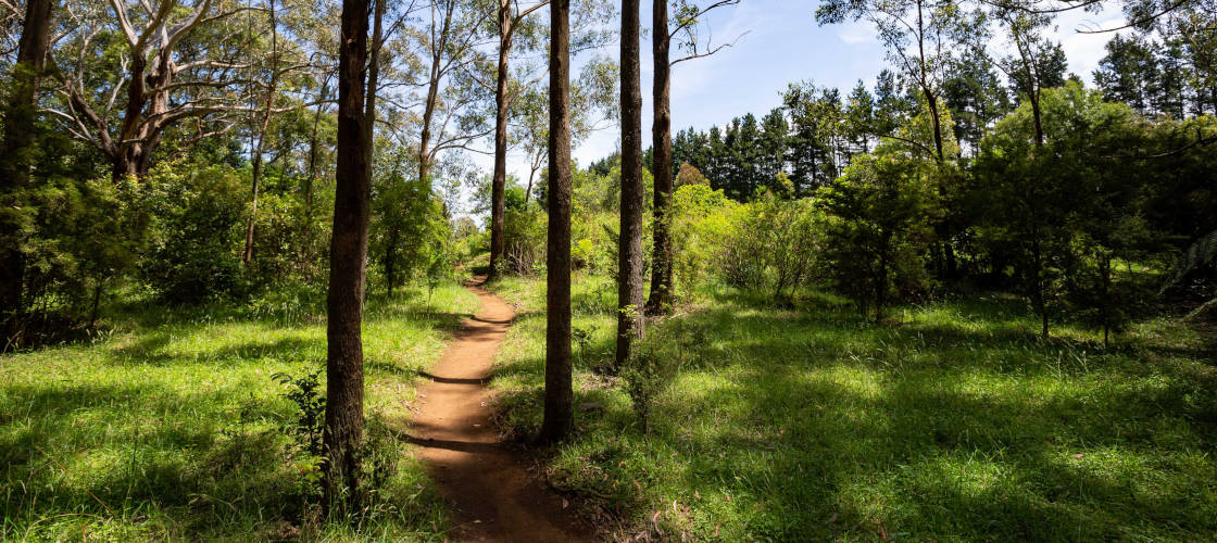 Illawarra Fly Treetop Walk Entry