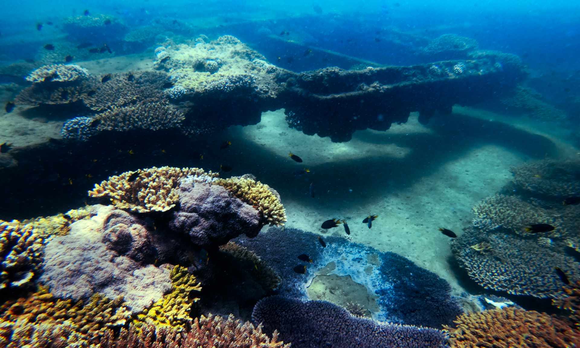 Moreton Island Dolphin and Tangalooma Wrecks Snorkelling Tour including Lunch