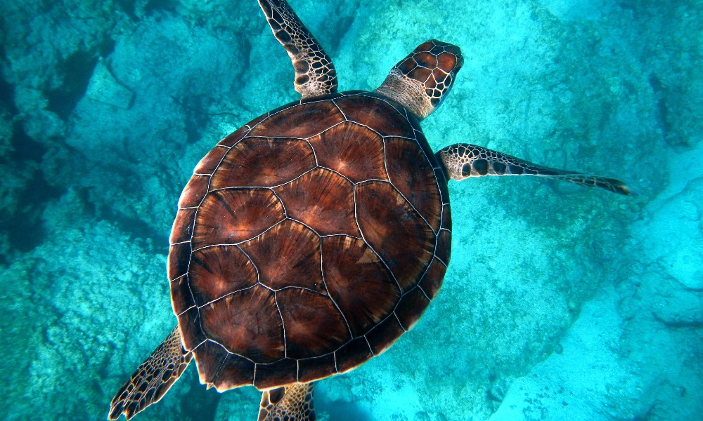 Moreton Island Dolphin and Tangalooma Wrecks Snorkelling Tour including Lunch