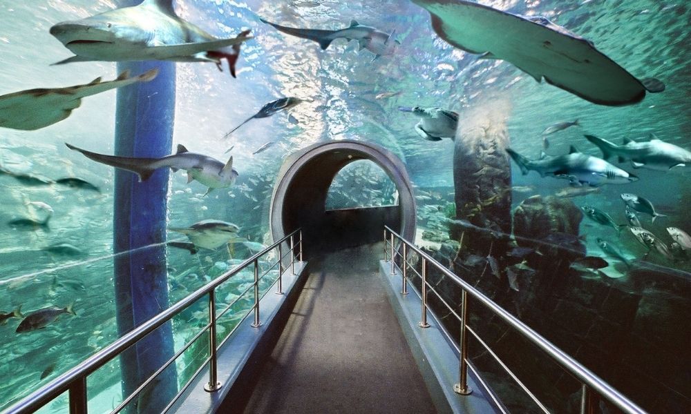 sea life melbourne aquarium virtual tour