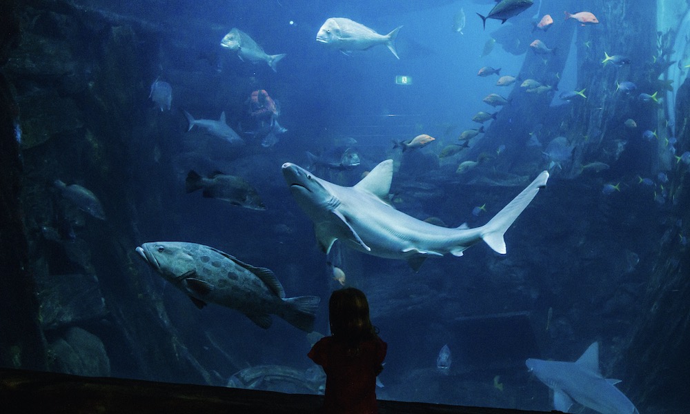 SEA LIFE Melbourne Aquarium Tickets Experience Oz