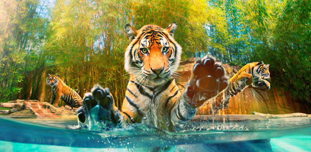 Croc Express to Australia Zoo from Brisbane