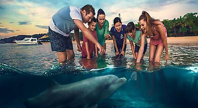Tangalooma and Moreton Island Dolphin Feeding Adventure ex Brisbane
