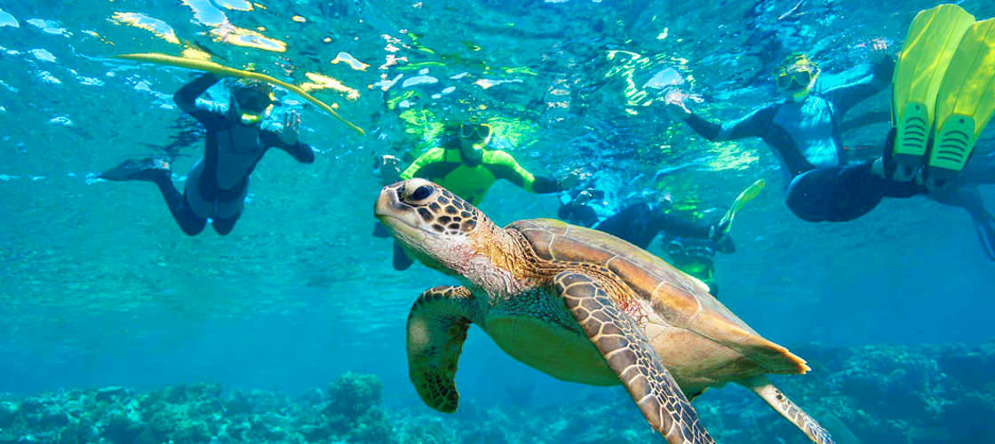 Byron Bay Snorkelling Tours 9 Marvell Street Byron Bay NSW 2481
