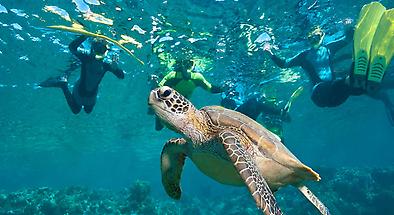 Byron Bay Snorkel Tours