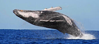 2.5 Hour Whale Watching Byron Bay Tour Thumbnail 2