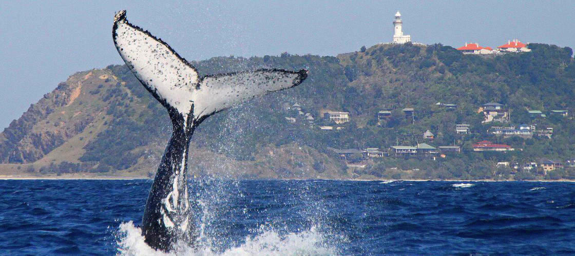2.5 Hour Whale Watching Byron Bay Tour