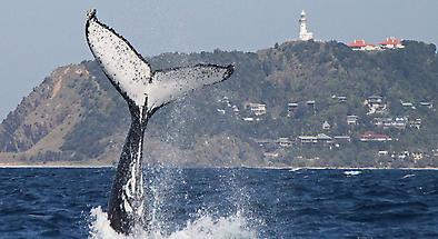 Whale Watching Tour Byron Bay