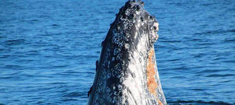 2.5 Hour Whale Watching Byron Bay Tour Thumbnail 5
