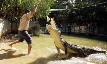 Hartley&#39;s Crocodile Adventures Half Day Tour from Cairns Thumbnail 2