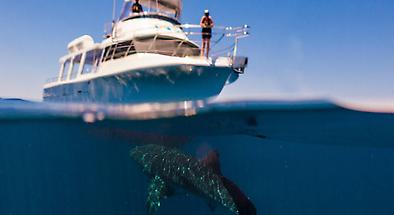 Whale Shark Swim from Exmouth plus Photos of your Swim