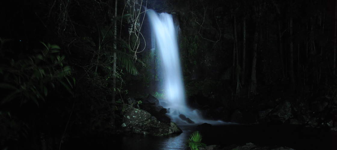 Evening Rainforest, Waterfall and Glow Worm Guided Tour