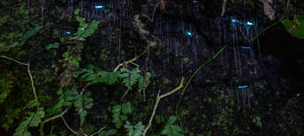 Evening Rainforest, Waterfall and Glow Worm Guided Tour Thumbnail 5