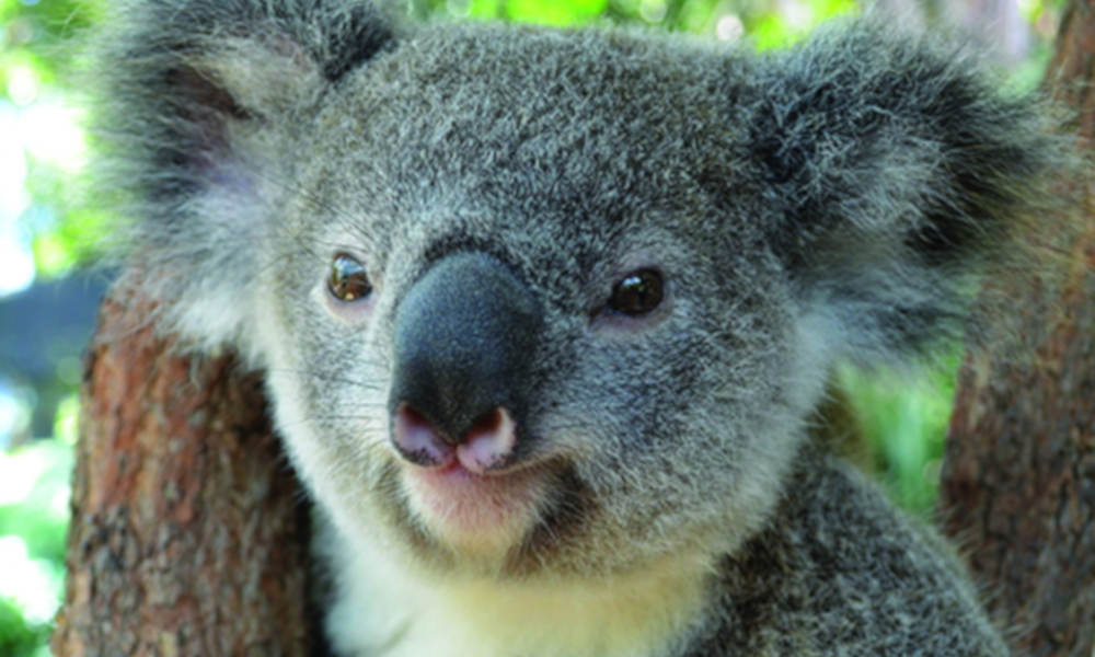 Kuranda Koala Gardens Entry Tickets Rob Veivers Dr Kuranda QLD 4879