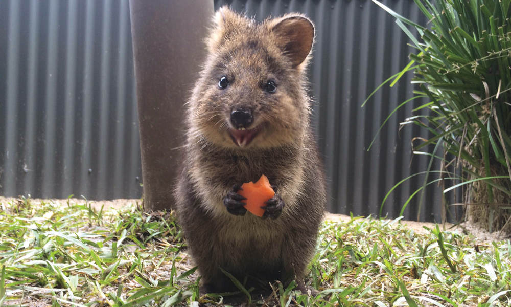 Kuranda Koala Gardens Entry Tickets