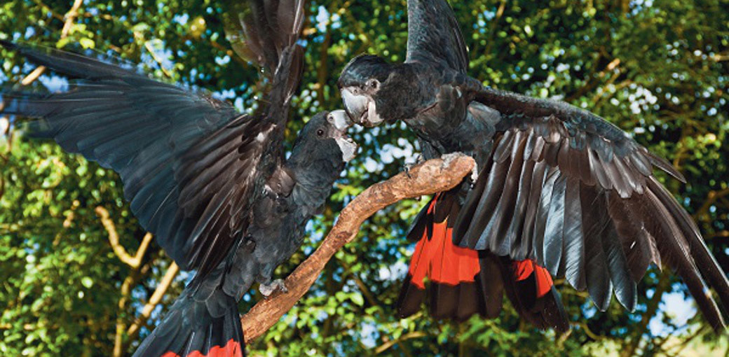 Kuranda Koala Gardens and Birdworld 2 Attraction Pass