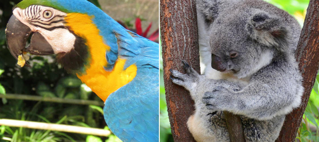 Kuranda Koala Gardens and Birdworld 2 Attraction Pass 4 Rob Veivers Dr Kuranda QLD 4881