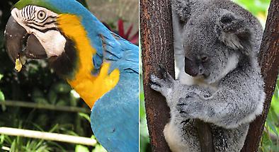 Kuranda Koala Gardens and Birdworld Combo Pass