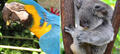 Kuranda Koala Gardens and Birdworld 2 Attraction Pass Thumbnail 1