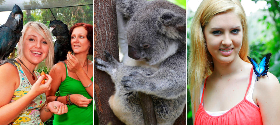 Kuranda Koala Gardens, Birdworld and Butterfly Sanctuary 3 Attraction Pass 2-4 Rob Veivers Dr Kuranda QLD 4881