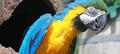 Kuranda Koala Gardens, Birdworld and Butterfly Sanctuary 3 Attraction Pass Thumbnail 3