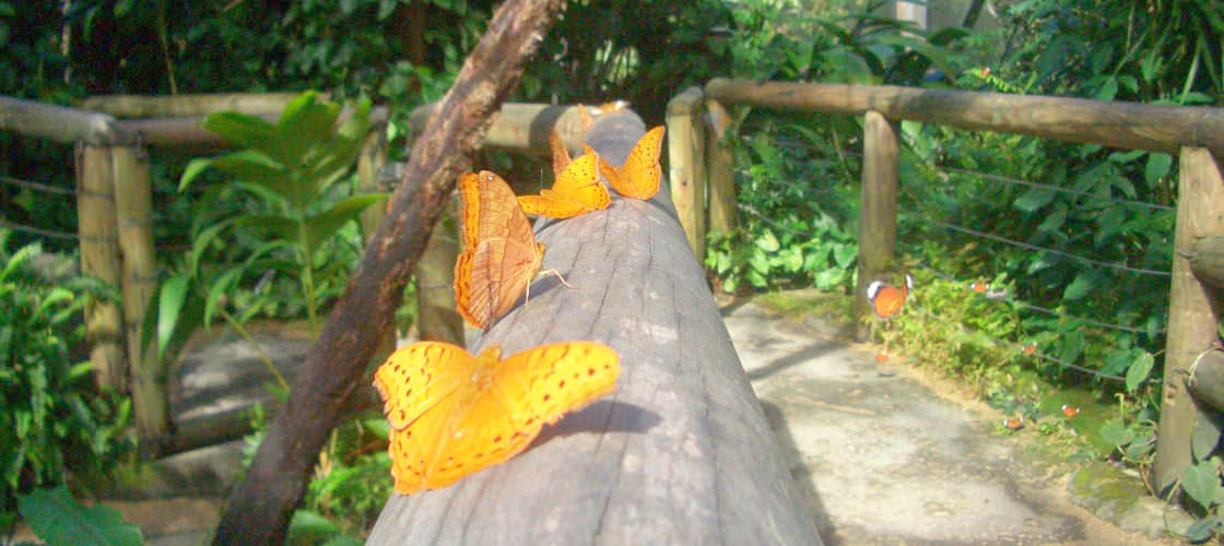 Kuranda Koala Gardens, Birdworld and Butterfly Sanctuary 3 Attraction Pass