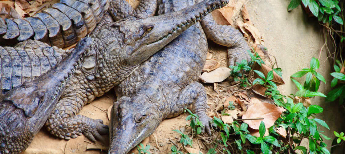 Kuranda Koala Gardens, Birdworld and Butterfly Sanctuary 3 Attraction Pass