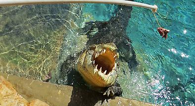 Feed a Crocodile at Hartleys Crocodile Adventures