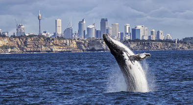 Premium Sydney Whale Watching Cruise with BBQ Lunch