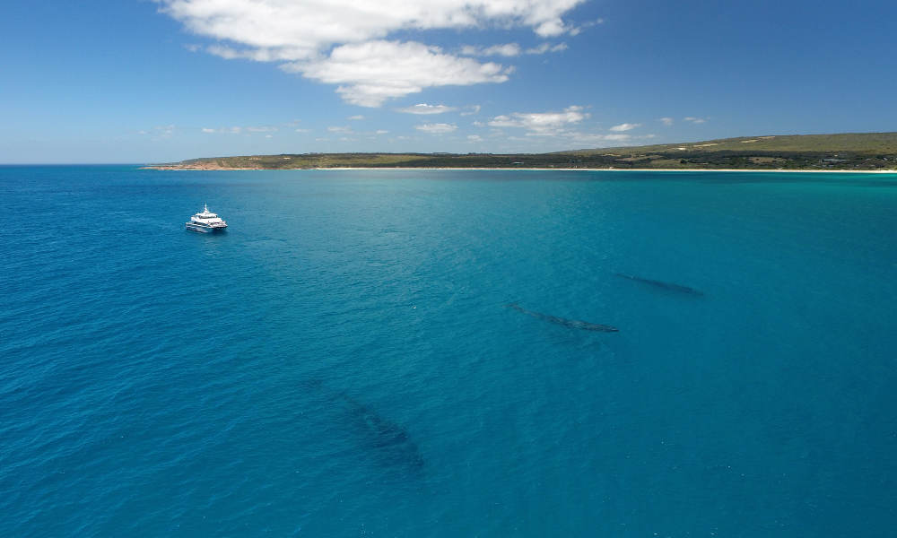 Morning Whale Watching Cruise Dunsborough
