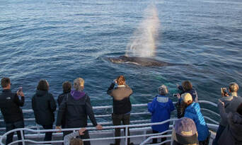Morning Whale Watching Cruise Dunsborough Thumbnail 1