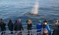 Morning Whale Watching Cruise Dunsborough Thumbnail 1