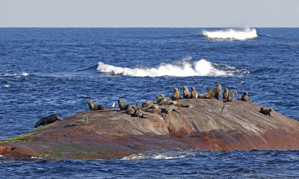 Afternoon Whale Watching Cruise Augusta