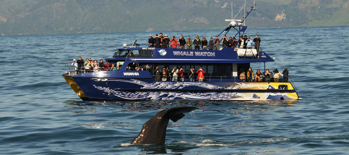 Whale Watching Cruise Kaikoura Whaleway Station Rd Kaikoura NZ 7340