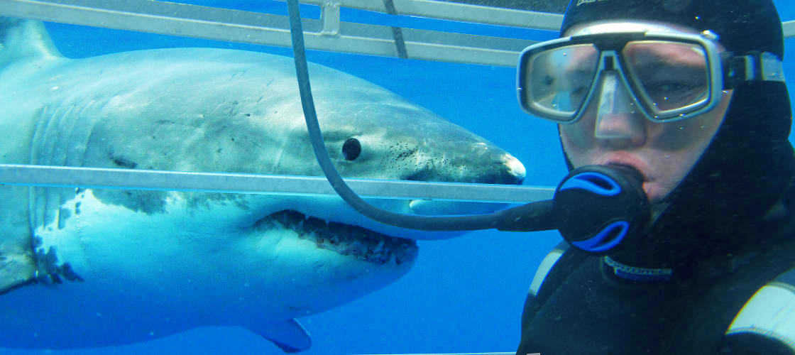 Cage Dive with Great White Sharks at Port Lincoln School Holidays Cage Dive with Great White Sharks at Port Lincoln School Holidays