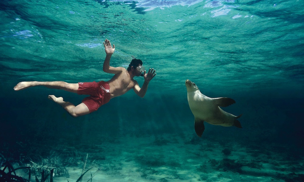 Swim with Sea Lions at Port Lincoln