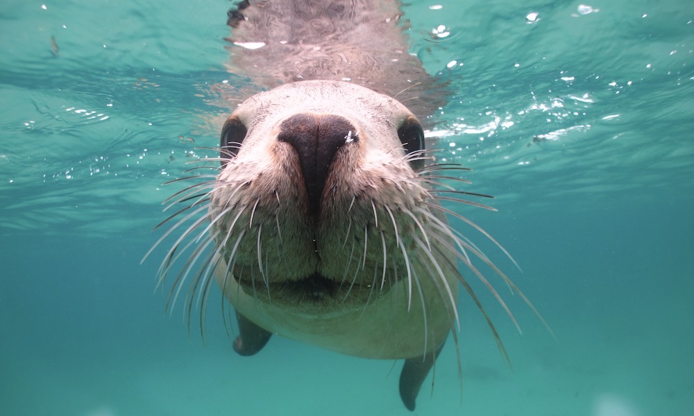 Swim with Sea Lions at Port Lincoln