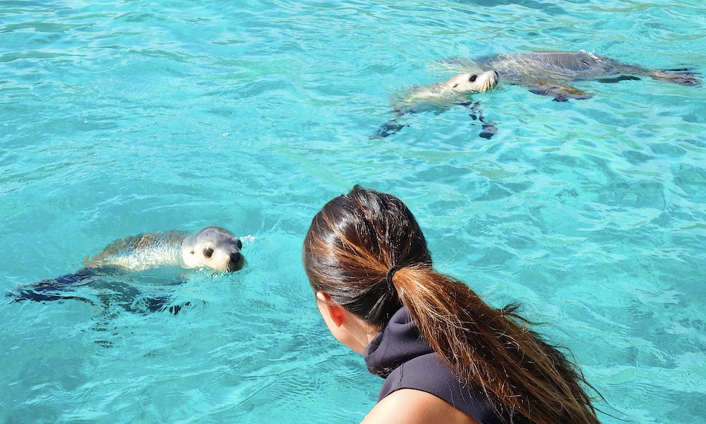 Swim with Sea Lions at Port Lincoln