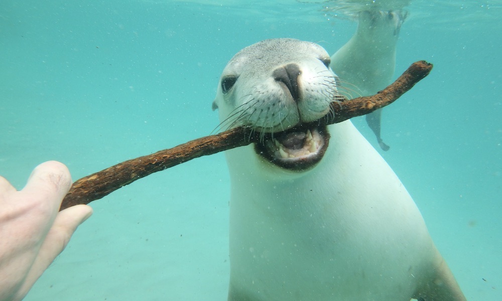 Swim with Sea Lions at Port Lincoln
