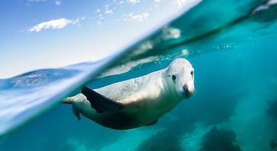 Swim with Sea Lions from Port Lincoln